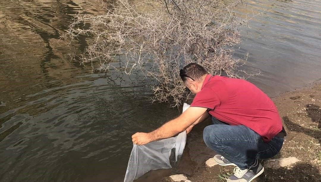 Afyonkarahisar’da göletlere 73 bin adet yavru sazan balığı bırakıldı