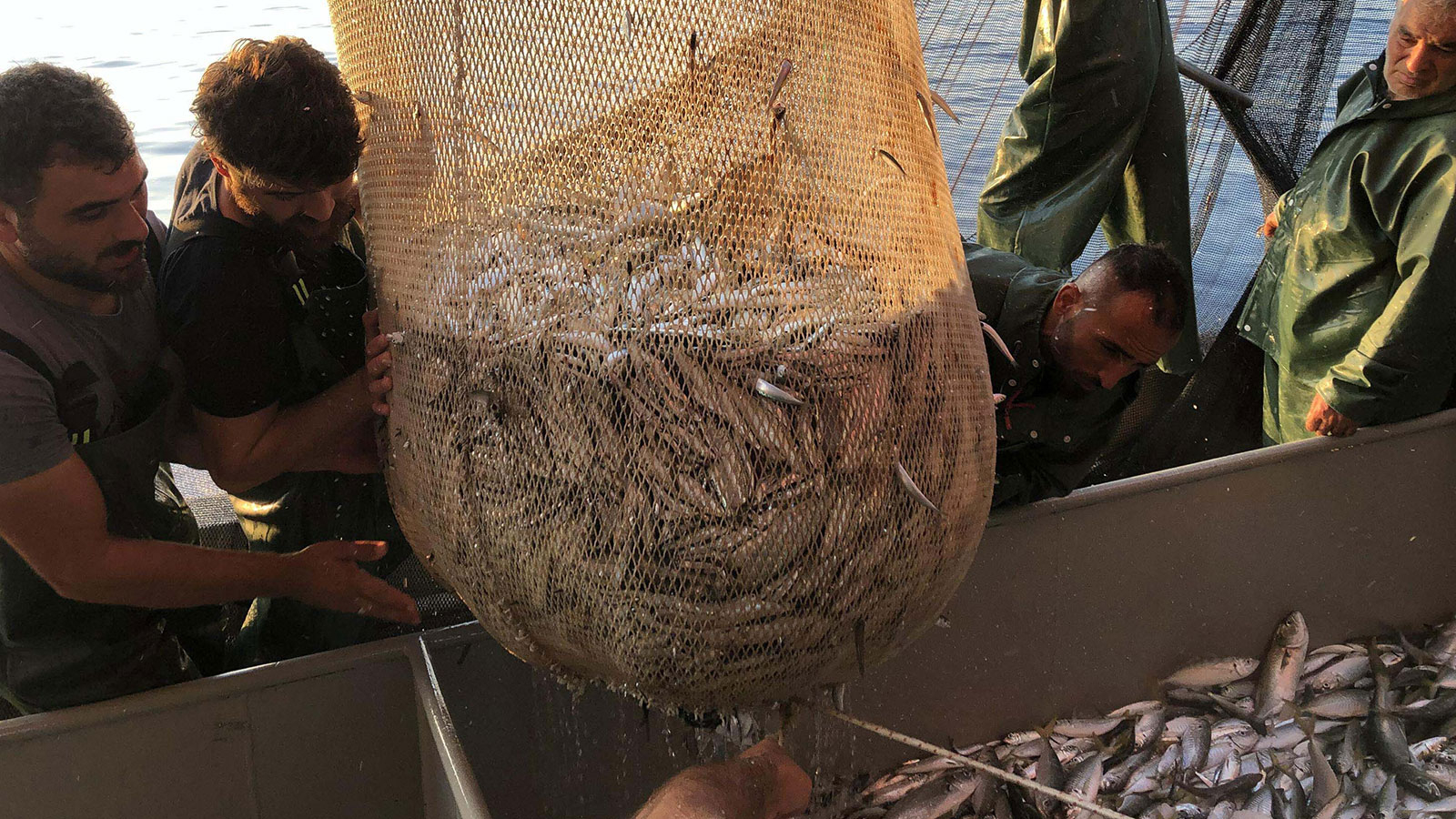 Balık Sezonu Öncesinde ‘Kademeli Yasak’ Çağrısı: Denizlerimizin Kanayan Yarası”